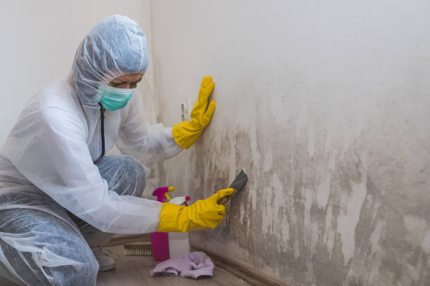 Best Toxic Mold Removal  in South Ack, NY