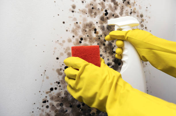 Best Residential Mold Removal  in South Ack, NY