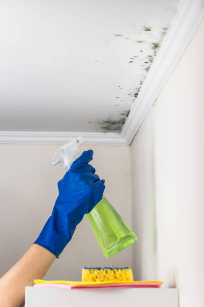 Best Toxic Mold Removal  in South Ack, NY